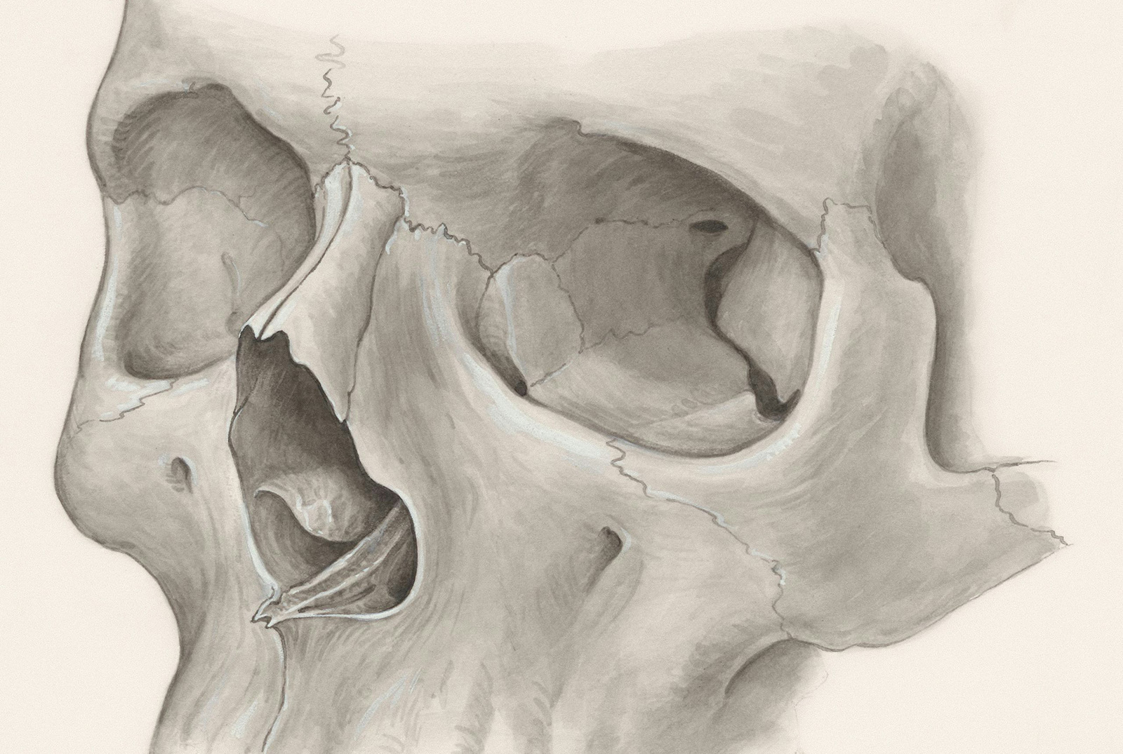 Illustration of a human skull