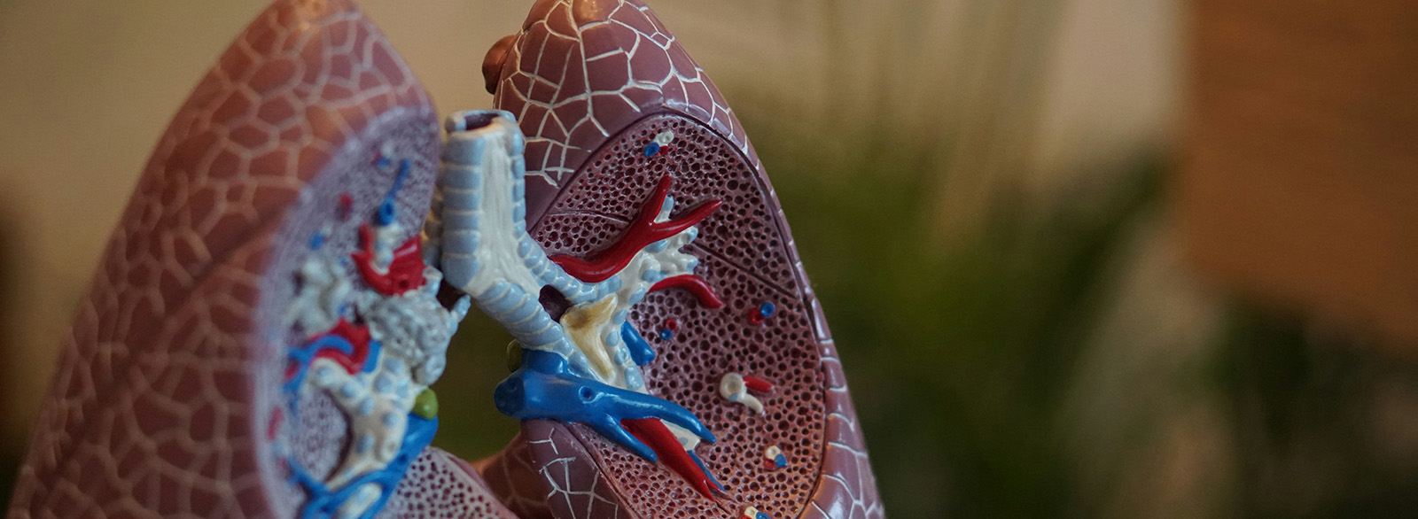 image of lungs for science