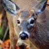 headshot of a deer